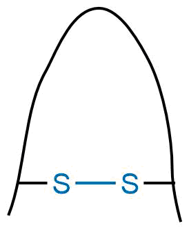 Disulfidbrücke
